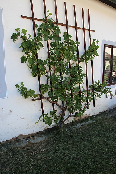 2011,2011捷克,7.8,CESKY,KURMLOV,倫敦,國外旅遊,土耳其,大阪,宜蘭,居酒屋,捷克,旅遊,早午餐,板橋,法國,美食,自由行,超美的克魯姆諾夫part3 @跟著Julie一起走吧 2011,2011捷克,7.8,CESKY,KURMLOV,倫敦,國外旅遊,土耳其,大阪,宜蘭,居酒屋,捷克,旅遊,早午餐,板橋,法國,美食,自由行,超美的克魯姆諾夫part3 @跟著Julie一起走吧