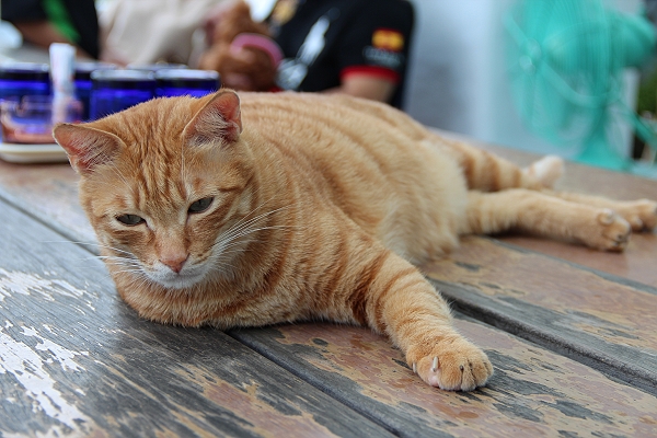 七號公路,下午茶,倫敦,土耳其,大阪,宜蘭,居酒屋,山區裡的小店,布丁,店貓,捷克,旅遊,早午餐,板橋,法國,甜點,美味食記,美食,自由行,雜拍 @跟著Julie一起走吧 七號公路,下午茶,倫敦,土耳其,大阪,宜蘭,居酒屋,山區裡的小店,布丁,店貓,捷克,旅遊,早午餐,板橋,法國,甜點,美味食記,美食,自由行,雜拍 @跟著Julie一起走吧