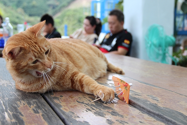 七號公路,下午茶,倫敦,土耳其,大阪,宜蘭,居酒屋,山區裡的小店,布丁,店貓,捷克,旅遊,早午餐,板橋,法國,甜點,美味食記,美食,自由行,雜拍 @跟著Julie一起走吧 七號公路,下午茶,倫敦,土耳其,大阪,宜蘭,居酒屋,山區裡的小店,布丁,店貓,捷克,旅遊,早午餐,板橋,法國,甜點,美味食記,美食,自由行,雜拍 @跟著Julie一起走吧