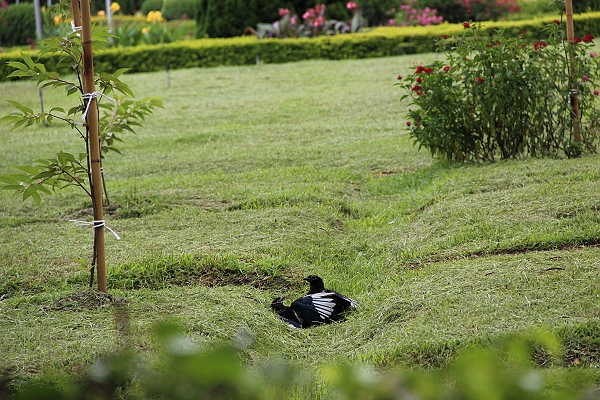 600D亂拍,中正紀念堂,倫敦,北部,國家戲劇院,土耳其,大阪,宜蘭,居酒屋,捷克,攝影寫真,旅遊,早午餐,板橋,法國,用CANON,美食,自由行,雜拍 @跟著Julie一起走吧 600D亂拍,中正紀念堂,倫敦,北部,國家戲劇院,土耳其,大阪,宜蘭,居酒屋,捷克,攝影寫真,旅遊,早午餐,板橋,法國,用CANON,美食,自由行,雜拍 @跟著Julie一起走吧