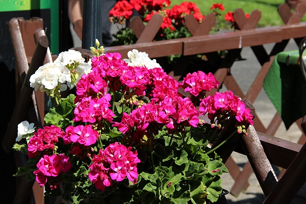 2011,2011捷克,7.6,倫敦,國外旅遊,土耳其,大阪,宜蘭,小鎮吃午餐,居酒屋,捷克,旅遊,早午餐,板橋,法國,波西米亞天堂爬山健行PART1,爬山帶的午餐,美食,自由行 @跟著Julie一起走吧 2011,2011捷克,7.6,倫敦,國外旅遊,土耳其,大阪,宜蘭,小鎮吃午餐,居酒屋,捷克,旅遊,早午餐,板橋,法國,波西米亞天堂爬山健行PART1,爬山帶的午餐,美食,自由行 @跟著Julie一起走吧