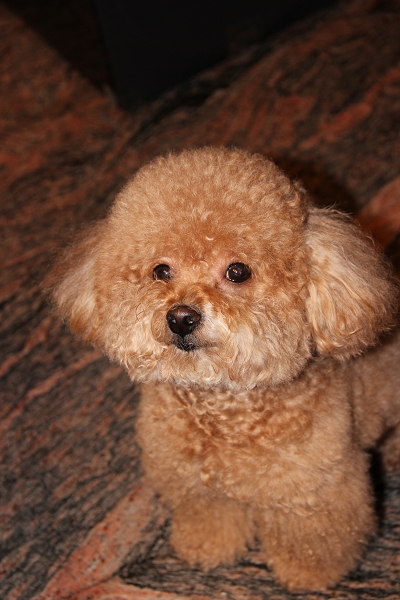 600D拍我的心肝寵物,倫敦,土耳其,大阪,宜蘭,居酒屋,心肝寶貝,捷克,攝影寫真,旅遊,早午餐,板橋,法國,用CANON,美食,自由行,鐵三角 @跟著Julie一起走吧 600D拍我的心肝寵物,倫敦,土耳其,大阪,宜蘭,居酒屋,心肝寶貝,捷克,攝影寫真,旅遊,早午餐,板橋,法國,用CANON,美食,自由行,鐵三角 @跟著Julie一起走吧