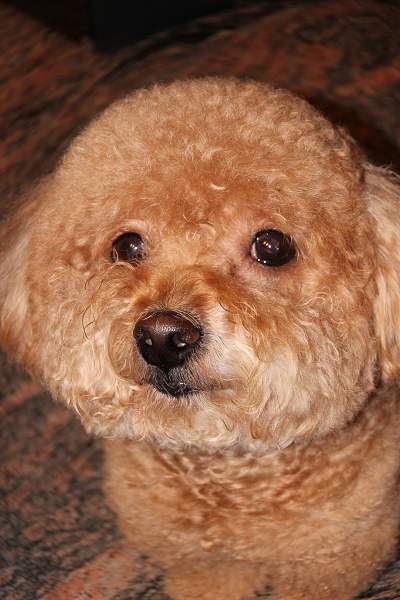 600D拍我的心肝寵物,倫敦,土耳其,大阪,宜蘭,居酒屋,心肝寶貝,捷克,攝影寫真,旅遊,早午餐,板橋,法國,用CANON,美食,自由行,鐵三角 @跟著Julie一起走吧 600D拍我的心肝寵物,倫敦,土耳其,大阪,宜蘭,居酒屋,心肝寶貝,捷克,攝影寫真,旅遊,早午餐,板橋,法國,用CANON,美食,自由行,鐵三角 @跟著Julie一起走吧