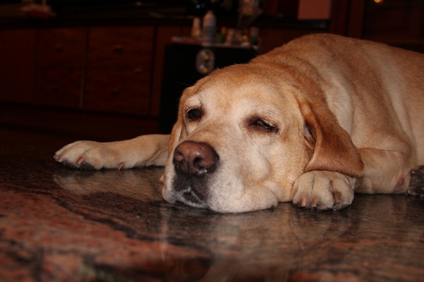 600D拍我的心肝寵物,倫敦,土耳其,大阪,宜蘭,居酒屋,心肝寶貝,捷克,攝影寫真,旅遊,早午餐,板橋,法國,用CANON,美食,自由行,鐵三角 @跟著Julie一起走吧 600D拍我的心肝寵物,倫敦,土耳其,大阪,宜蘭,居酒屋,心肝寶貝,捷克,攝影寫真,旅遊,早午餐,板橋,法國,用CANON,美食,自由行,鐵三角 @跟著Julie一起走吧