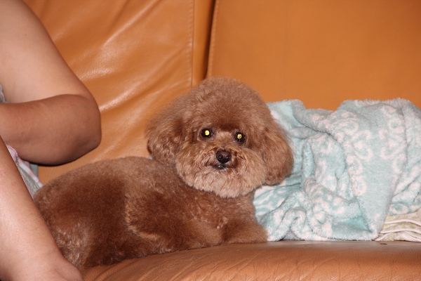 600D拍我的心肝寵物,倫敦,土耳其,大阪,宜蘭,居酒屋,心肝寶貝,捷克,攝影寫真,旅遊,早午餐,板橋,法國,用CANON,美食,自由行,鐵三角 @跟著Julie一起走吧 600D拍我的心肝寵物,倫敦,土耳其,大阪,宜蘭,居酒屋,心肝寶貝,捷克,攝影寫真,旅遊,早午餐,板橋,法國,用CANON,美食,自由行,鐵三角 @跟著Julie一起走吧