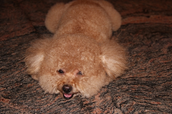 600D拍我的心肝寵物,倫敦,土耳其,大阪,宜蘭,居酒屋,心肝寶貝,捷克,攝影寫真,旅遊,早午餐,板橋,法國,用CANON,美食,自由行,鐵三角 @跟著Julie一起走吧 600D拍我的心肝寵物,倫敦,土耳其,大阪,宜蘭,居酒屋,心肝寶貝,捷克,攝影寫真,旅遊,早午餐,板橋,法國,用CANON,美食,自由行,鐵三角 @跟著Julie一起走吧