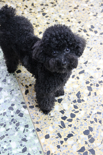 600D拍我的心肝寵物,倫敦,土耳其,大阪,宜蘭,居酒屋,心肝寶貝,捷克,攝影寫真,旅遊,早午餐,板橋,法國,用CANON,美食,自由行,鐵三角 @跟著Julie一起走吧 600D拍我的心肝寵物,倫敦,土耳其,大阪,宜蘭,居酒屋,心肝寶貝,捷克,攝影寫真,旅遊,早午餐,板橋,法國,用CANON,美食,自由行,鐵三角 @跟著Julie一起走吧