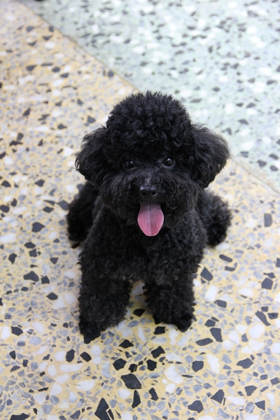 600D拍我的心肝寵物,倫敦,土耳其,大阪,宜蘭,居酒屋,心肝寶貝,捷克,攝影寫真,旅遊,早午餐,板橋,法國,用CANON,美食,自由行,鐵三角 @跟著Julie一起走吧 600D拍我的心肝寵物,倫敦,土耳其,大阪,宜蘭,居酒屋,心肝寶貝,捷克,攝影寫真,旅遊,早午餐,板橋,法國,用CANON,美食,自由行,鐵三角 @跟著Julie一起走吧