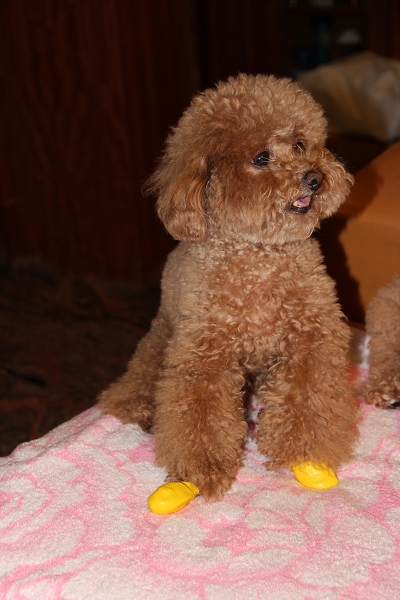 135,18,600D,600d 18-135,Canon,canon 600d 18-135mm,canon eos 600d,EOS,KIT,倫敦,土耳其,大阪,宜蘭,居酒屋,我的第二台單眼相機,捷克,敗家,數位生活,旅遊,早午餐,板橋,法國,相機,美食,自由行 @跟著Julie一起走吧 135,18,600D,600d 18-135,Canon,canon 600d 18-135mm,canon eos 600d,EOS,KIT,倫敦,土耳其,大阪,宜蘭,居酒屋,我的第二台單眼相機,捷克,敗家,數位生活,旅遊,早午餐,板橋,法國,相機,美食,自由行 @跟著Julie一起走吧