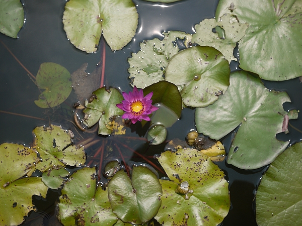2011,倫敦,傳承蒜味肉羹,勝洋休閒農場,國內旅遊,土耳其,大阪,宜蘭,居酒屋,捷克,旅遊,早午餐,東部,板橋,水水帶你玩宜蘭,法國,美食,自由行 @跟著Julie一起走吧 2011,倫敦,傳承蒜味肉羹,勝洋休閒農場,國內旅遊,土耳其,大阪,宜蘭,居酒屋,捷克,旅遊,早午餐,東部,板橋,水水帶你玩宜蘭,法國,美食,自由行 @跟著Julie一起走吧