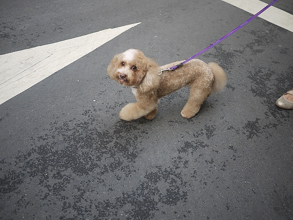 Garden柏林頓花園,Paddington,下午茶,倫敦,土耳其,大阪,宜蘭,居酒屋,悠哉喝下午茶,捷克,旅遊,早午餐,板橋,法國,甜點,美味食記,美食,自由行,食記 @跟著Julie一起走吧 Garden柏林頓花園,Paddington,下午茶,倫敦,土耳其,大阪,宜蘭,居酒屋,悠哉喝下午茶,捷克,旅遊,早午餐,板橋,法國,甜點,美味食記,美食,自由行,食記 @跟著Julie一起走吧