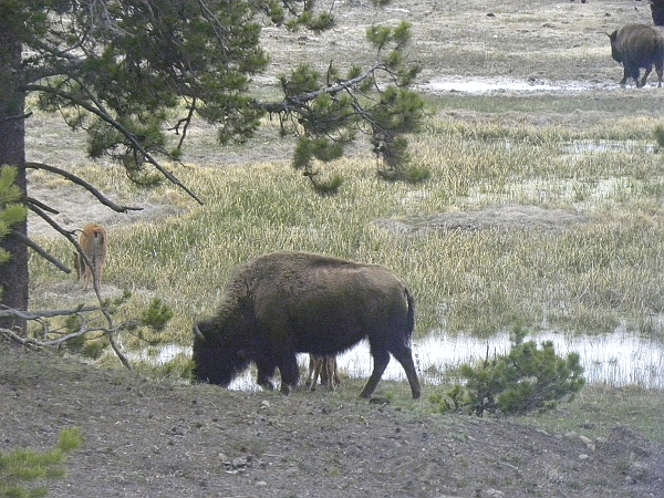 2010,2010美加東,5.27,倫敦,午餐,國外旅遊,土耳其,大阪,宜蘭,居酒屋,捷克,旅遊,早午餐,板橋,法國,美加東,美食,老忠實噴泉,自由行,黃石,黃石公園暴走PART5 @跟著Julie一起走吧 2010,2010美加東,5.27,倫敦,午餐,國外旅遊,土耳其,大阪,宜蘭,居酒屋,捷克,旅遊,早午餐,板橋,法國,美加東,美食,老忠實噴泉,自由行,黃石,黃石公園暴走PART5 @跟著Julie一起走吧