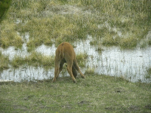 2010,2010美加東,5.27,倫敦,午餐,國外旅遊,土耳其,大阪,宜蘭,居酒屋,捷克,旅遊,早午餐,板橋,法國,美加東,美食,老忠實噴泉,自由行,黃石,黃石公園暴走PART5 @跟著Julie一起走吧 2010,2010美加東,5.27,倫敦,午餐,國外旅遊,土耳其,大阪,宜蘭,居酒屋,捷克,旅遊,早午餐,板橋,法國,美加東,美食,老忠實噴泉,自由行,黃石,黃石公園暴走PART5 @跟著Julie一起走吧