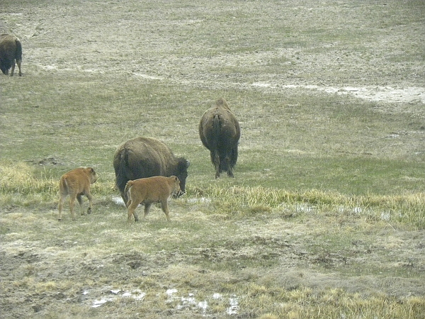 2010,2010美加東,5.27,倫敦,午餐,國外旅遊,土耳其,大阪,宜蘭,居酒屋,捷克,旅遊,早午餐,板橋,法國,美加東,美食,老忠實噴泉,自由行,黃石,黃石公園暴走PART5 @跟著Julie一起走吧 2010,2010美加東,5.27,倫敦,午餐,國外旅遊,土耳其,大阪,宜蘭,居酒屋,捷克,旅遊,早午餐,板橋,法國,美加東,美食,老忠實噴泉,自由行,黃石,黃石公園暴走PART5 @跟著Julie一起走吧
