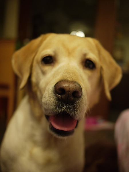 100號牧場的手工蛋糕,倫敦,土耳其,大阪,宜蘭,寵物日記,居酒屋,我的寶貝,捷克,旅遊,早午餐,板橋,法國,美食,自由行,阿布,阿布的八歲生日趴 @跟著Julie一起走吧 100號牧場的手工蛋糕,倫敦,土耳其,大阪,宜蘭,寵物日記,居酒屋,我的寶貝,捷克,旅遊,早午餐,板橋,法國,美食,自由行,阿布,阿布的八歲生日趴 @跟著Julie一起走吧