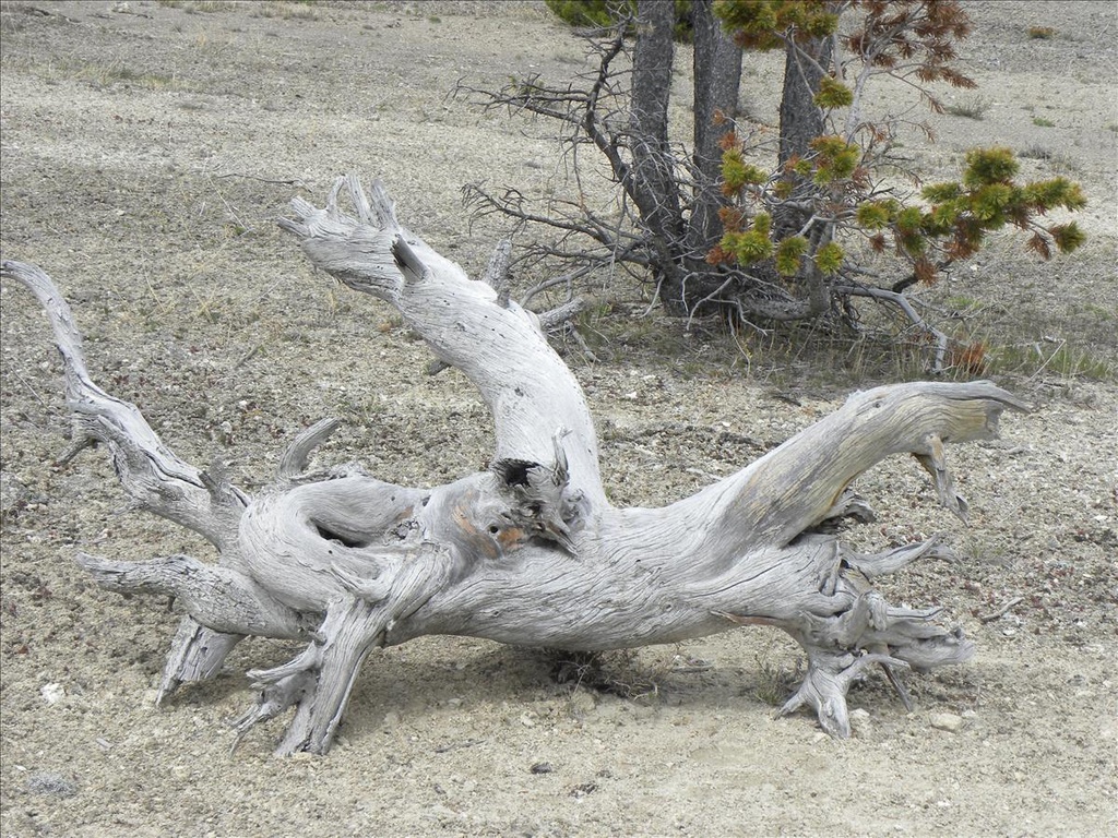 2010,2010美加東,5.26,DAY1,倫敦,國外旅遊,土耳其,大阪,宜蘭,居酒屋,捷克,旅遊,早午餐,板橋,法國,美加東,美食,自由行,黃石,黃石公園暴走 @跟著Julie一起走吧 2010,2010美加東,5.26,DAY1,倫敦,國外旅遊,土耳其,大阪,宜蘭,居酒屋,捷克,旅遊,早午餐,板橋,法國,美加東,美食,自由行,黃石,黃石公園暴走 @跟著Julie一起走吧