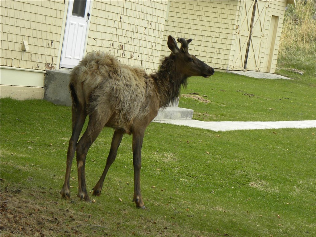 2010,2010美加東,5.26,DAY1,倫敦,國外旅遊,土耳其,大阪,宜蘭,居酒屋,捷克,旅遊,早午餐,板橋,法國,美加東,美食,自由行,黃石,黃石公園暴走 @跟著Julie一起走吧 2010,2010美加東,5.26,DAY1,倫敦,國外旅遊,土耳其,大阪,宜蘭,居酒屋,捷克,旅遊,早午餐,板橋,法國,美加東,美食,自由行,黃石,黃石公園暴走 @跟著Julie一起走吧