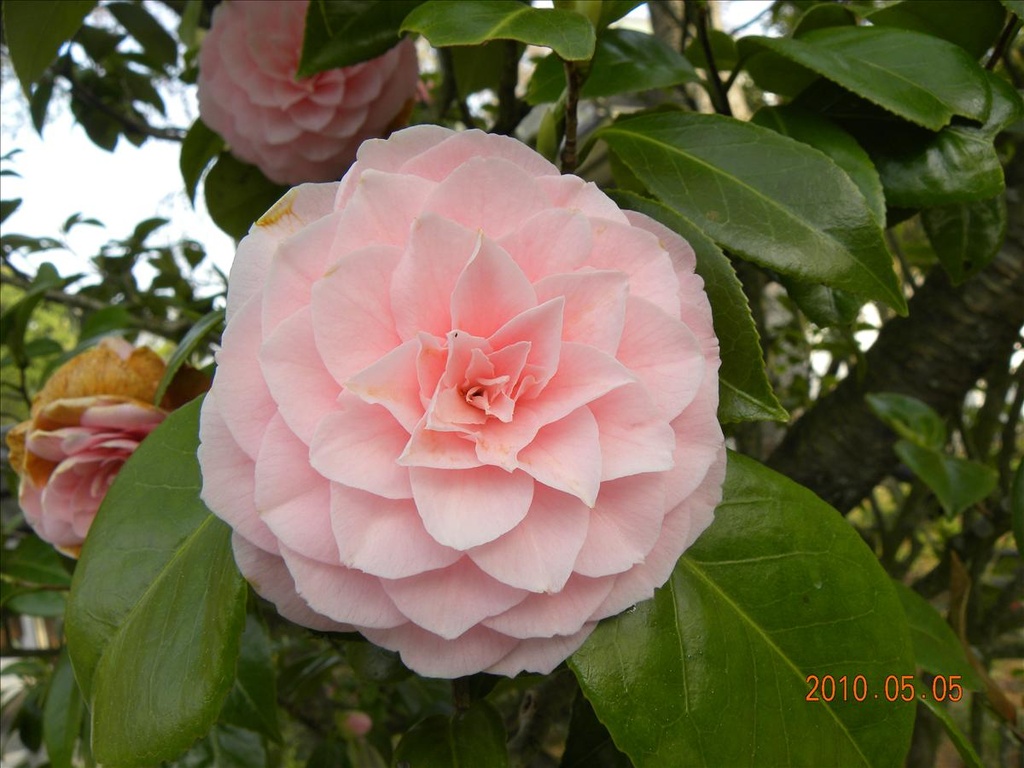 2010日本東北,5.5,仙台牛舌晚餐,倫敦,國外旅遊,土耳其,大阪,宜蘭,居酒屋,捷克,旅遊,早午餐,板橋,法國,美食,自由行,鹽龕神社 @跟著Julie一起走吧 2010日本東北,5.5,仙台牛舌晚餐,倫敦,國外旅遊,土耳其,大阪,宜蘭,居酒屋,捷克,旅遊,早午餐,板橋,法國,美食,自由行,鹽龕神社 @跟著Julie一起走吧