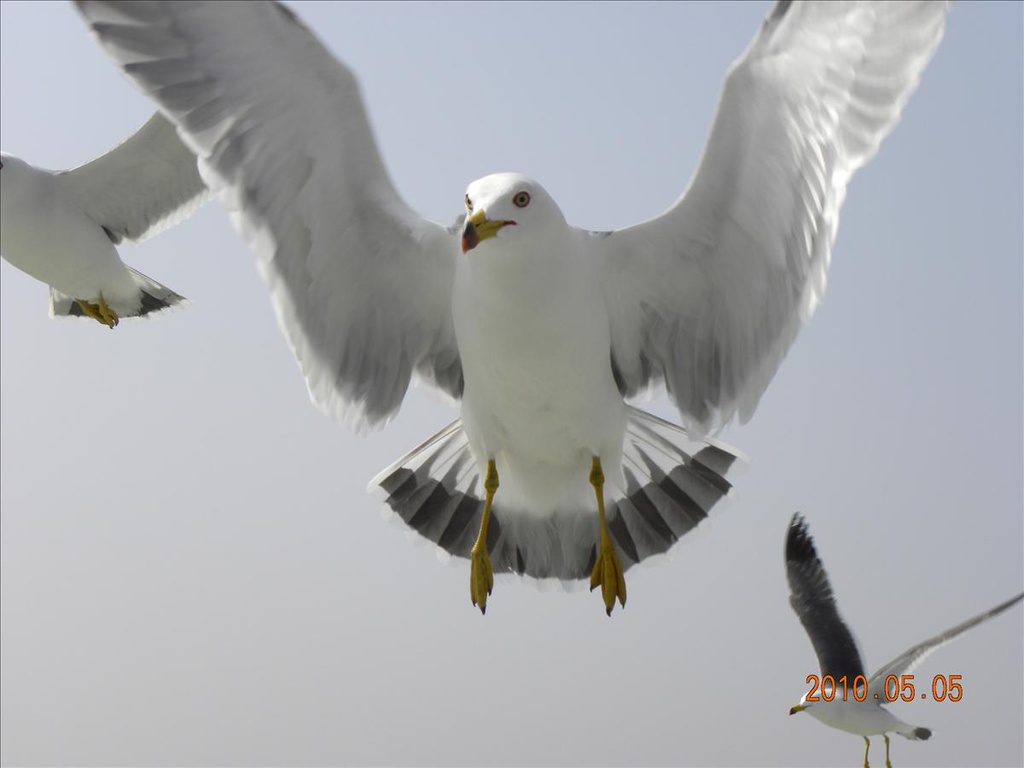 2010日本東北,5.5,五大堂,倫敦,國外旅遊,土耳其,大阪,宜蘭,居酒屋,捷克,旅遊,早午餐,松島,板橋,法國,瑞嚴寺,美食,自由行 @跟著Julie一起走吧 2010日本東北,5.5,五大堂,倫敦,國外旅遊,土耳其,大阪,宜蘭,居酒屋,捷克,旅遊,早午餐,松島,板橋,法國,瑞嚴寺,美食,自由行 @跟著Julie一起走吧