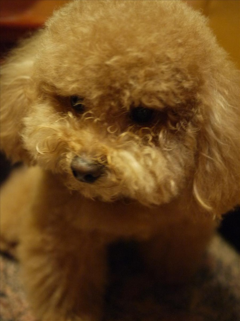 GF1,GF1入荷,Panasonic,panasonic gf-1,倫敦,同場熱映:用GF1拍我家的寵物們,土耳其,大阪,宜蘭,居酒屋,捷克,敗家,數位生活,新相機,旅遊,早午餐,板橋,法國,相機,美食,自由行 @跟著Julie一起走吧 GF1,GF1入荷,Panasonic,panasonic gf-1,倫敦,同場熱映:用GF1拍我家的寵物們,土耳其,大阪,宜蘭,居酒屋,捷克,敗家,數位生活,新相機,旅遊,早午餐,板橋,法國,相機,美食,自由行 @跟著Julie一起走吧