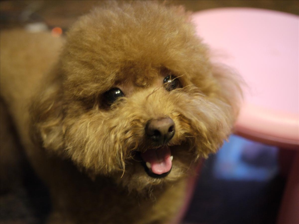 GF1,GF1入荷,Panasonic,panasonic gf-1,倫敦,同場熱映:用GF1拍我家的寵物們,土耳其,大阪,宜蘭,居酒屋,捷克,敗家,數位生活,新相機,旅遊,早午餐,板橋,法國,相機,美食,自由行 @跟著Julie一起走吧 GF1,GF1入荷,Panasonic,panasonic gf-1,倫敦,同場熱映:用GF1拍我家的寵物們,土耳其,大阪,宜蘭,居酒屋,捷克,敗家,數位生活,新相機,旅遊,早午餐,板橋,法國,相機,美食,自由行 @跟著Julie一起走吧