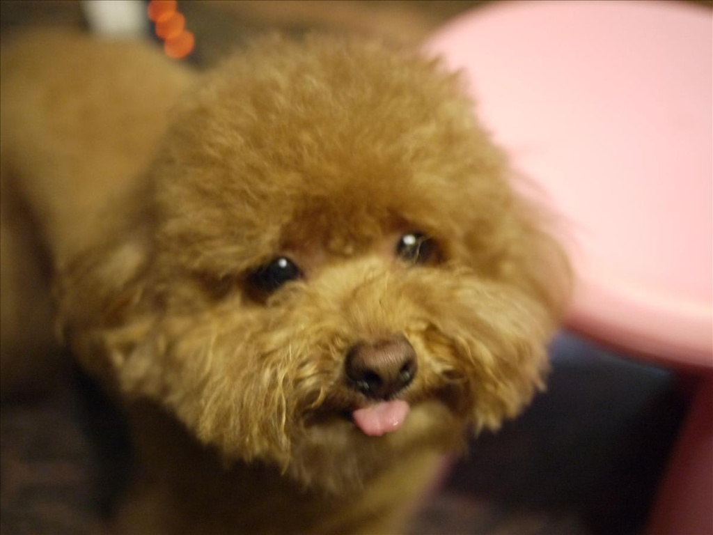 GF1,GF1入荷,Panasonic,panasonic gf-1,倫敦,同場熱映:用GF1拍我家的寵物們,土耳其,大阪,宜蘭,居酒屋,捷克,敗家,數位生活,新相機,旅遊,早午餐,板橋,法國,相機,美食,自由行 @跟著Julie一起走吧 GF1,GF1入荷,Panasonic,panasonic gf-1,倫敦,同場熱映:用GF1拍我家的寵物們,土耳其,大阪,宜蘭,居酒屋,捷克,敗家,數位生活,新相機,旅遊,早午餐,板橋,法國,相機,美食,自由行 @跟著Julie一起走吧