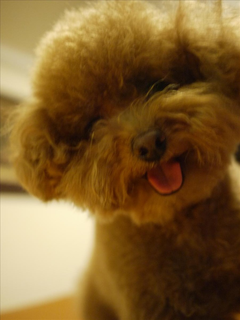 GF1,GF1入荷,Panasonic,panasonic gf-1,倫敦,同場熱映:用GF1拍我家的寵物們,土耳其,大阪,宜蘭,居酒屋,捷克,敗家,數位生活,新相機,旅遊,早午餐,板橋,法國,相機,美食,自由行 @跟著Julie一起走吧 GF1,GF1入荷,Panasonic,panasonic gf-1,倫敦,同場熱映:用GF1拍我家的寵物們,土耳其,大阪,宜蘭,居酒屋,捷克,敗家,數位生活,新相機,旅遊,早午餐,板橋,法國,相機,美食,自由行 @跟著Julie一起走吧