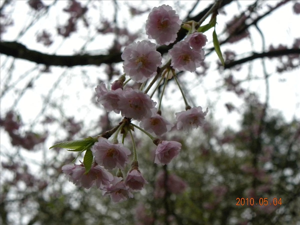 2010日本東北,5.4,倫敦,國外旅遊,土耳其,大阪,宜蘭,居酒屋,捷克,旅遊,早午餐,東北賞櫻名所NO.2,板橋,檜木內川堤,武家屋敷,法國,美食,自由行,角館 @跟著Julie一起走吧 2010日本東北,5.4,倫敦,國外旅遊,土耳其,大阪,宜蘭,居酒屋,捷克,旅遊,早午餐,東北賞櫻名所NO.2,板橋,檜木內川堤,武家屋敷,法國,美食,自由行,角館 @跟著Julie一起走吧