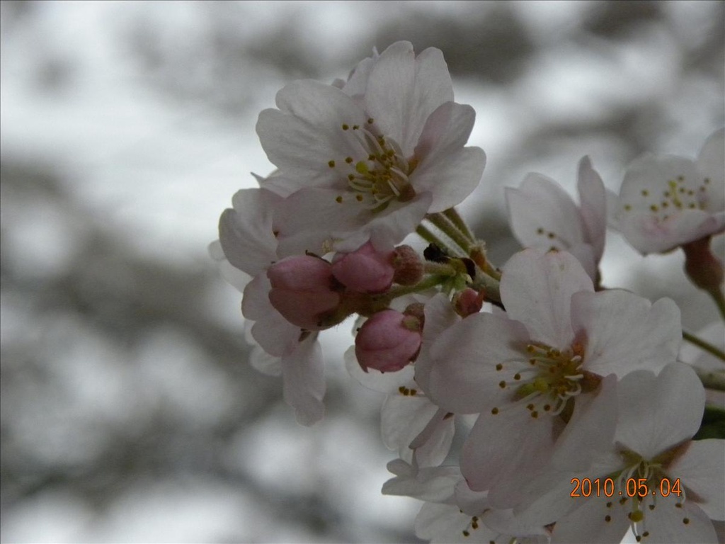 2010日本東北,5.4,倫敦,國外旅遊,土耳其,大阪,宜蘭,居酒屋,捷克,旅遊,早午餐,東北賞櫻名所NO.2,板橋,檜木內川堤,武家屋敷,法國,美食,自由行,角館 @跟著Julie一起走吧 2010日本東北,5.4,倫敦,國外旅遊,土耳其,大阪,宜蘭,居酒屋,捷克,旅遊,早午餐,東北賞櫻名所NO.2,板橋,檜木內川堤,武家屋敷,法國,美食,自由行,角館 @跟著Julie一起走吧
