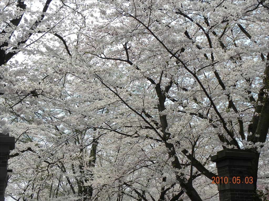 2010日本東北,5.3,倫敦,國外旅遊,土耳其,大阪,宜蘭,居酒屋,弘前城,捷克,旅遊,日本東北賞櫻,早午餐,東北賞櫻名所NO.1,板橋,法國,美食,自由行 @跟著Julie一起走吧