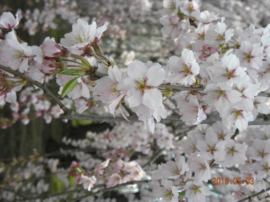 2010日本東北,5.3,倫敦,國外旅遊,土耳其,大阪,宜蘭,居酒屋,弘前城,捷克,旅遊,日本東北賞櫻,早午餐,東北賞櫻名所NO.1,板橋,法國,美食,自由行 @跟著Julie一起走吧 2010日本東北,5.3,倫敦,國外旅遊,土耳其,大阪,宜蘭,居酒屋,弘前城,捷克,旅遊,日本東北賞櫻,早午餐,東北賞櫻名所NO.1,板橋,法國,美食,自由行 @跟著Julie一起走吧
