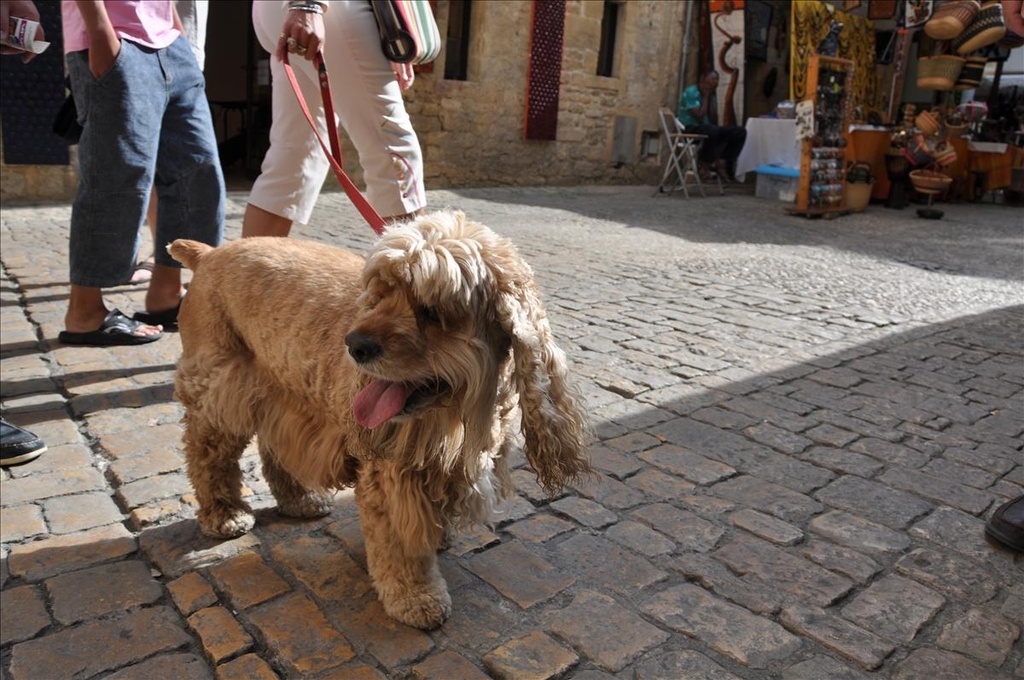 2009法國,7.10,Caneda,La,Sarlat,sarlat la caneda,倫敦,國外旅遊,土耳其,大阪,宜蘭,居酒屋,捷克,旅遊,早午餐,板橋,法國,美食,自由行,莎菈 @跟著Julie一起走吧 2009法國,7.10,Caneda,La,Sarlat,sarlat la caneda,倫敦,國外旅遊,土耳其,大阪,宜蘭,居酒屋,捷克,旅遊,早午餐,板橋,法國,美食,自由行,莎菈 @跟著Julie一起走吧