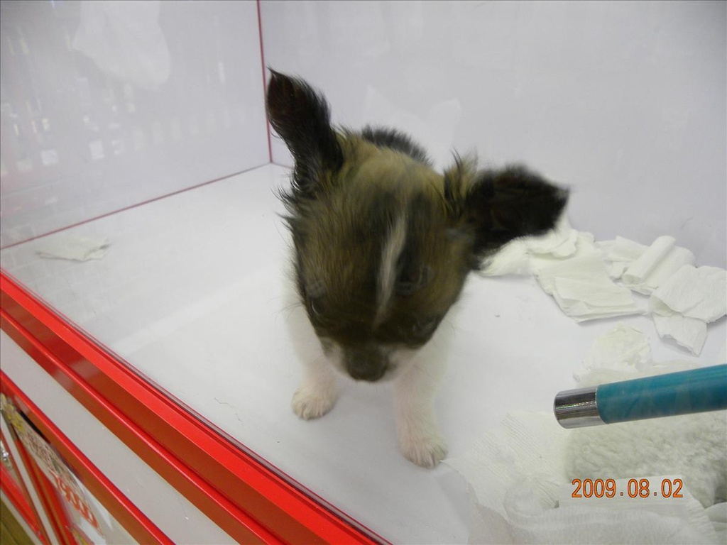 .,2009北海道,倫敦,國外旅遊,土耳其,大阪,宜蘭,居酒屋,幼犬 零食,捷克,旅遊,早午餐,板橋,法國,狗狗零食篇,美食,自由行,還有可愛的幼犬唷 @跟著Julie一起走吧 .,2009北海道,倫敦,國外旅遊,土耳其,大阪,宜蘭,居酒屋,幼犬 零食,捷克,旅遊,早午餐,板橋,法國,狗狗零食篇,美食,自由行,還有可愛的幼犬唷 @跟著Julie一起走吧