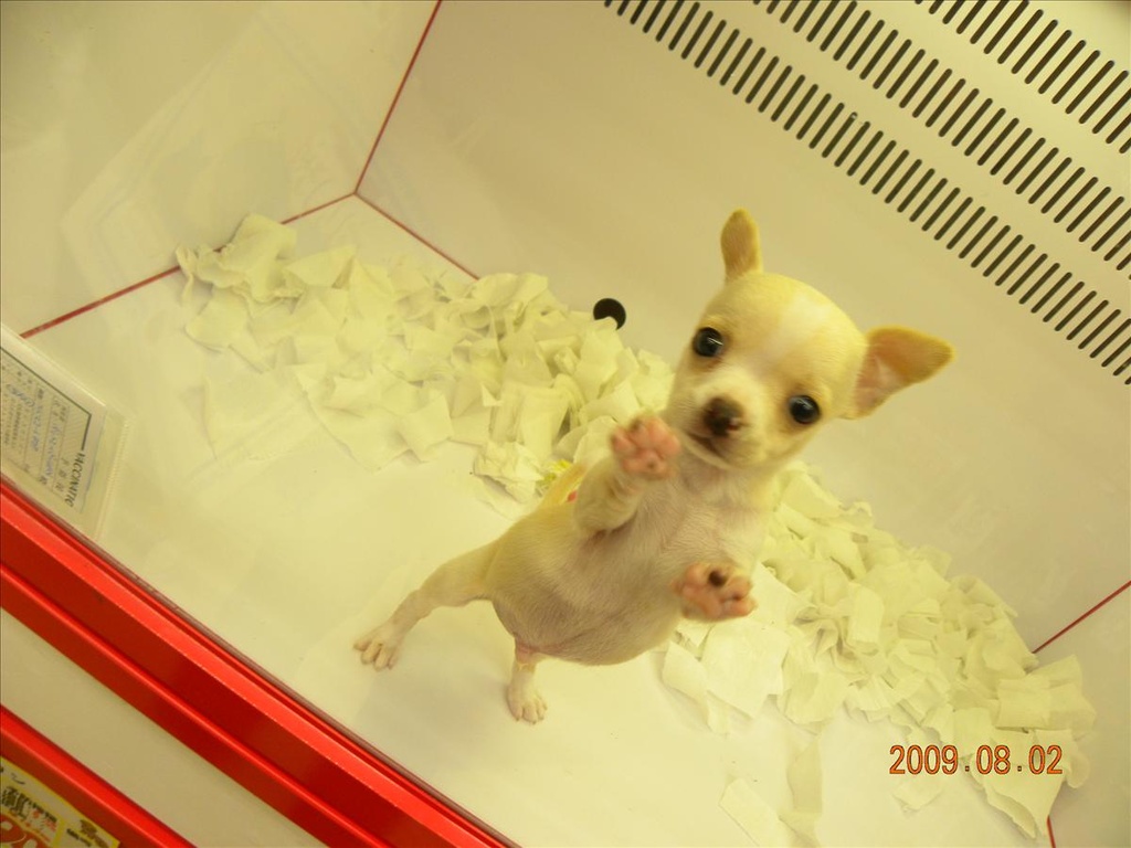 .,2009北海道,倫敦,國外旅遊,土耳其,大阪,宜蘭,居酒屋,幼犬 零食,捷克,旅遊,早午餐,板橋,法國,狗狗零食篇,美食,自由行,還有可愛的幼犬唷 @跟著Julie一起走吧 .,2009北海道,倫敦,國外旅遊,土耳其,大阪,宜蘭,居酒屋,幼犬 零食,捷克,旅遊,早午餐,板橋,法國,狗狗零食篇,美食,自由行,還有可愛的幼犬唷 @跟著Julie一起走吧