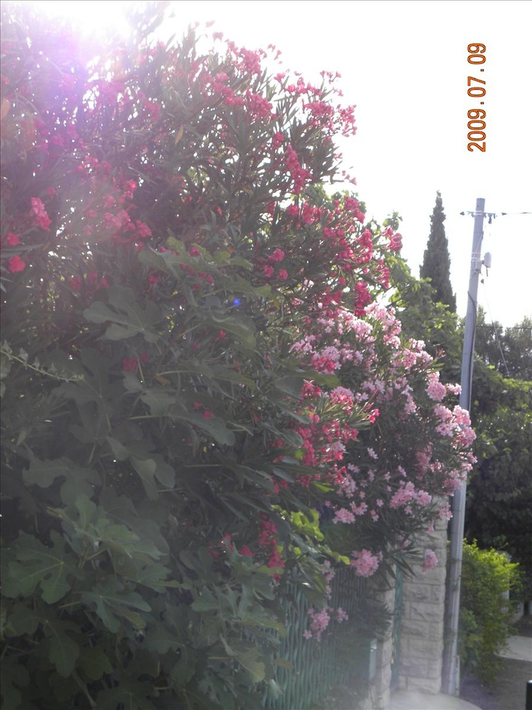 .,2009法國,7.9,亞維儂的斷橋,倫敦,啟程離開普羅旺斯,國外旅遊,土耳其,大阪,宜蘭,居酒屋,捷克,旅遊,早午餐,板橋,法國,美食,自由行,農莊離開前的雜拍 @跟著Julie一起走吧 .,2009法國,7.9,亞維儂的斷橋,倫敦,啟程離開普羅旺斯,國外旅遊,土耳其,大阪,宜蘭,居酒屋,捷克,旅遊,早午餐,板橋,法國,美食,自由行,農莊離開前的雜拍 @跟著Julie一起走吧