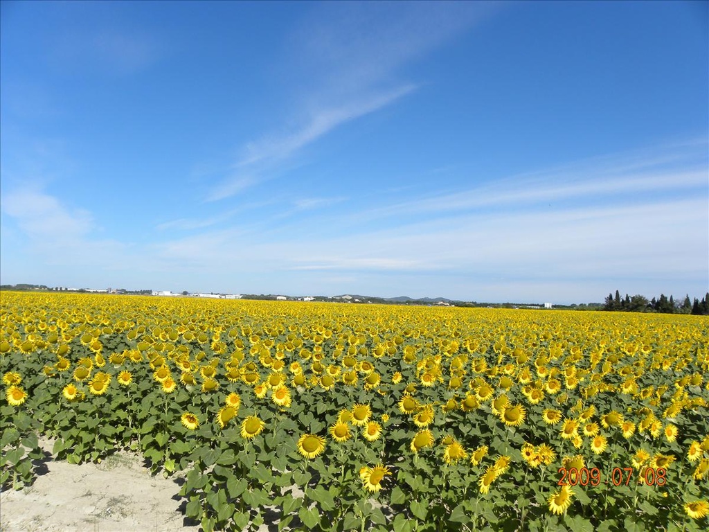 2009法國,7.8,倫敦,向日葵田,國外旅遊,土耳其,大阪,宜蘭,居酒屋,捷克,旅遊,早午餐,板橋,法國,美食,自由行,農莊的早餐 @跟著Julie一起走吧 2009法國,7.8,倫敦,向日葵田,國外旅遊,土耳其,大阪,宜蘭,居酒屋,捷克,旅遊,早午餐,板橋,法國,美食,自由行,農莊的早餐 @跟著Julie一起走吧