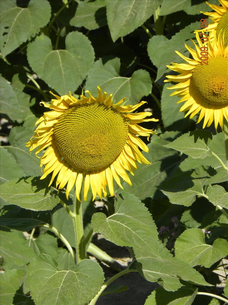 2009法國,7.8,倫敦,向日葵田,國外旅遊,土耳其,大阪,宜蘭,居酒屋,捷克,旅遊,早午餐,板橋,法國,美食,自由行,農莊的早餐 @跟著Julie一起走吧 2009法國,7.8,倫敦,向日葵田,國外旅遊,土耳其,大阪,宜蘭,居酒屋,捷克,旅遊,早午餐,板橋,法國,美食,自由行,農莊的早餐 @跟著Julie一起走吧