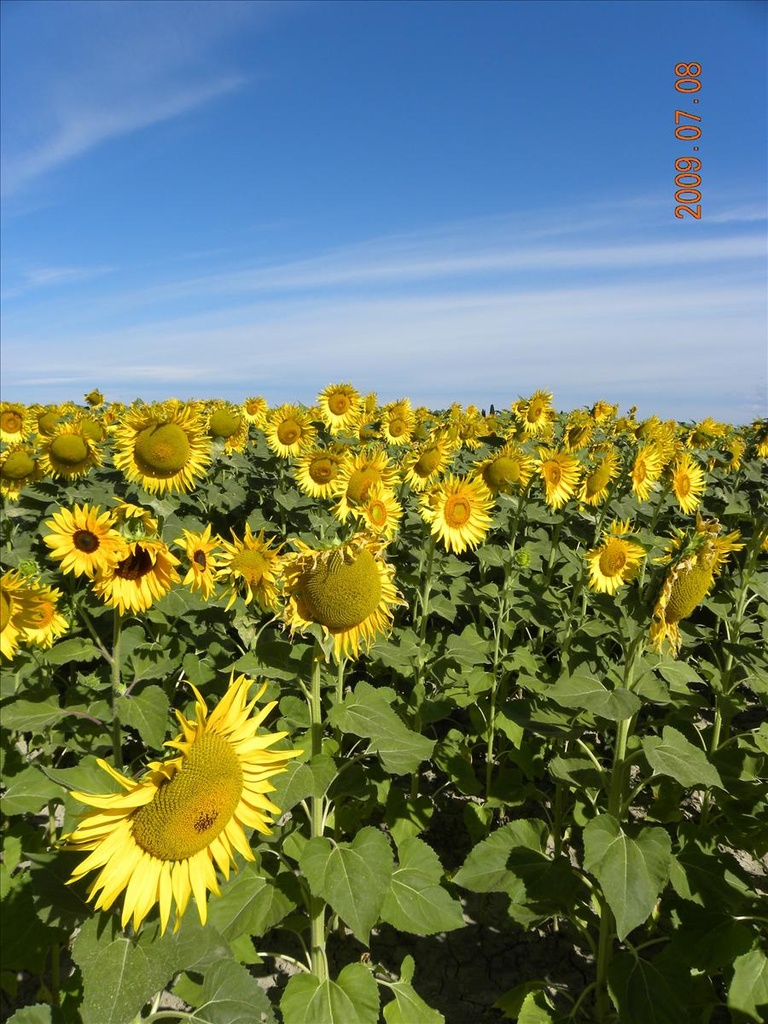 2009法國,7.8,倫敦,向日葵田,國外旅遊,土耳其,大阪,宜蘭,居酒屋,捷克,旅遊,早午餐,板橋,法國,美食,自由行,農莊的早餐 @跟著Julie一起走吧 2009法國,7.8,倫敦,向日葵田,國外旅遊,土耳其,大阪,宜蘭,居酒屋,捷克,旅遊,早午餐,板橋,法國,美食,自由行,農莊的早餐 @跟著Julie一起走吧