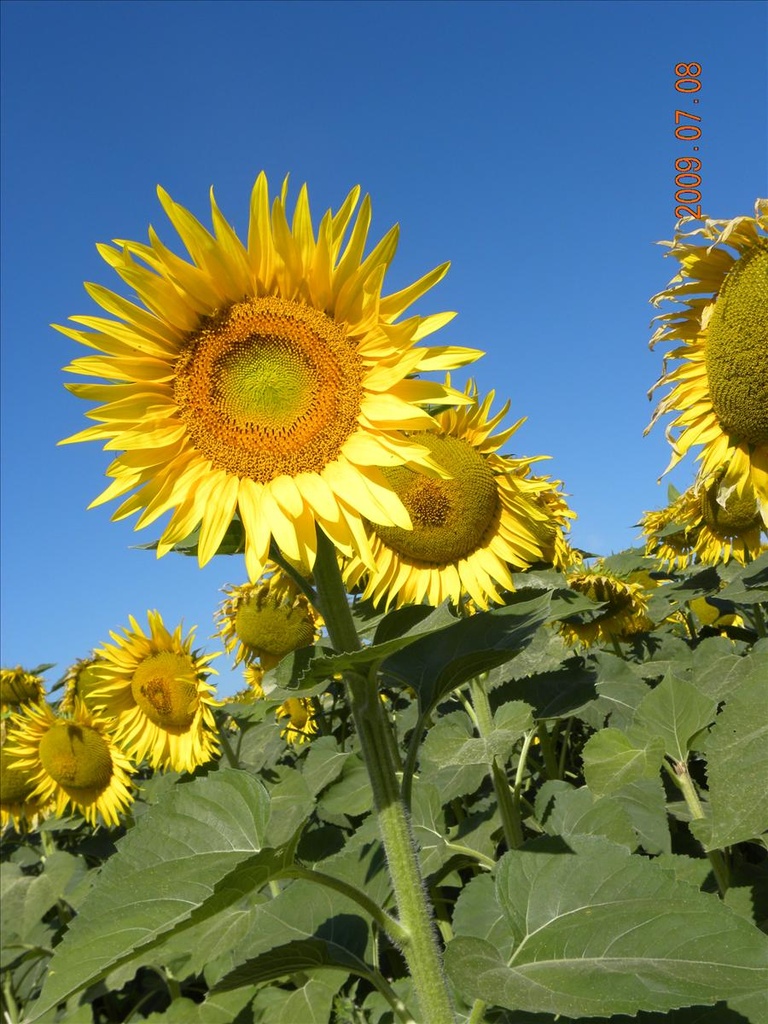 2009法國,7.8,倫敦,向日葵田,國外旅遊,土耳其,大阪,宜蘭,居酒屋,捷克,旅遊,早午餐,板橋,法國,美食,自由行,農莊的早餐 @跟著Julie一起走吧 2009法國,7.8,倫敦,向日葵田,國外旅遊,土耳其,大阪,宜蘭,居酒屋,捷克,旅遊,早午餐,板橋,法國,美食,自由行,農莊的早餐 @跟著Julie一起走吧