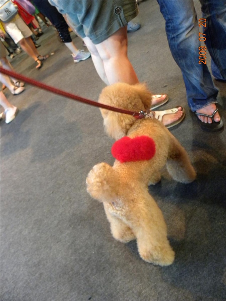 2009,倫敦,台北水族暨寵物用品展,土耳其,大阪,宜蘭,寵物日記,居酒屋,捷克,插播,旅遊,早午餐,板橋,法國,美食,自由行,鐵三角 @跟著Julie一起走吧 2009,倫敦,台北水族暨寵物用品展,土耳其,大阪,宜蘭,寵物日記,居酒屋,捷克,插播,旅遊,早午餐,板橋,法國,美食,自由行,鐵三角 @跟著Julie一起走吧