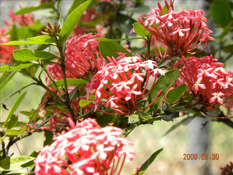 2009.5.30,倫敦,南部,原生植物園,國內旅遊,土耳其,大阪,宜蘭,居酒屋,捷克,旅遊,早午餐,板橋,法國,美食,自由行,蓮池潭,高雄趴趴走 @跟著Julie一起走吧 2009.5.30,倫敦,南部,原生植物園,國內旅遊,土耳其,大阪,宜蘭,居酒屋,捷克,旅遊,早午餐,板橋,法國,美食,自由行,蓮池潭,高雄趴趴走 @跟著Julie一起走吧