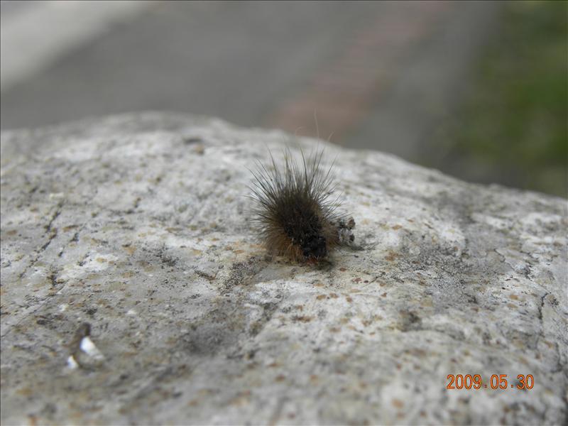 2009.5.30,倫敦,南部,原生植物園,國內旅遊,土耳其,大阪,宜蘭,居酒屋,捷克,旅遊,早午餐,板橋,法國,美食,自由行,蓮池潭,高雄趴趴走 @跟著Julie一起走吧 2009.5.30,倫敦,南部,原生植物園,國內旅遊,土耳其,大阪,宜蘭,居酒屋,捷克,旅遊,早午餐,板橋,法國,美食,自由行,蓮池潭,高雄趴趴走 @跟著Julie一起走吧