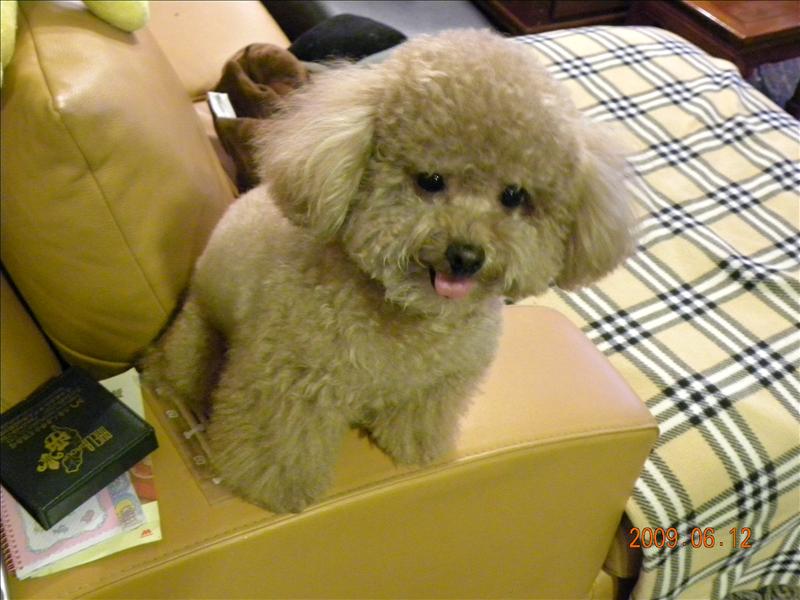 2009.6.12,久違了的二號寶寶,倫敦,土耳其,大阪,宜蘭,寵物日記,居酒屋,捷克,旅遊,早午餐,板橋,法國,美食,自由行,鐵三角 @跟著Julie一起走吧 2009.6.12,久違了的二號寶寶,倫敦,土耳其,大阪,宜蘭,寵物日記,居酒屋,捷克,旅遊,早午餐,板橋,法國,美食,自由行,鐵三角 @跟著Julie一起走吧