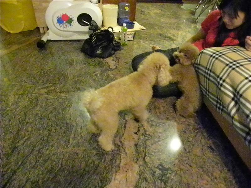 2009.6.12,久違了的二號寶寶,倫敦,土耳其,大阪,宜蘭,寵物日記,居酒屋,捷克,旅遊,早午餐,板橋,法國,美食,自由行,鐵三角 @跟著Julie一起走吧 2009.6.12,久違了的二號寶寶,倫敦,土耳其,大阪,宜蘭,寵物日記,居酒屋,捷克,旅遊,早午餐,板橋,法國,美食,自由行,鐵三角 @跟著Julie一起走吧