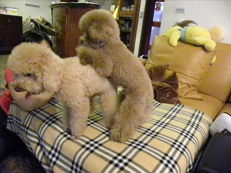 2009.6.12,久違了的二號寶寶,倫敦,土耳其,大阪,宜蘭,寵物日記,居酒屋,捷克,旅遊,早午餐,板橋,法國,美食,自由行,鐵三角 @跟著Julie一起走吧 2009.6.12,久違了的二號寶寶,倫敦,土耳其,大阪,宜蘭,寵物日記,居酒屋,捷克,旅遊,早午餐,板橋,法國,美食,自由行,鐵三角 @跟著Julie一起走吧