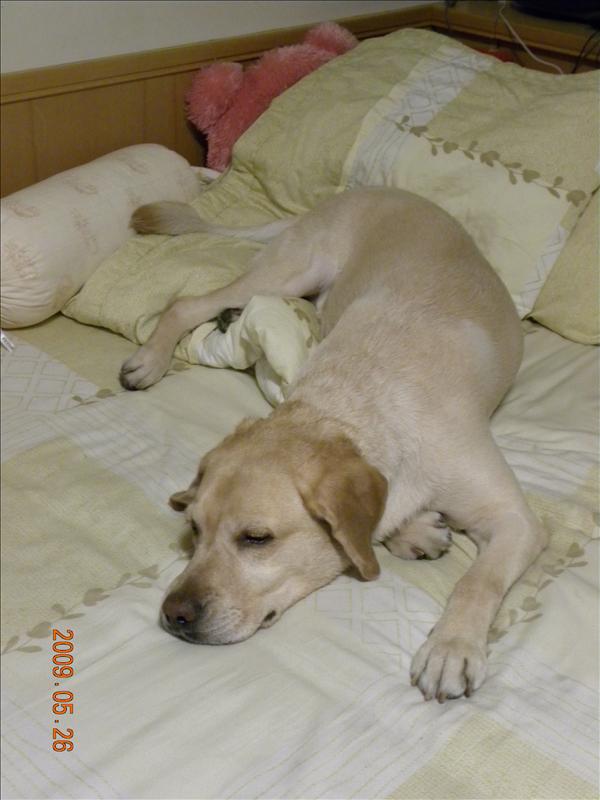 倫敦,土耳其,大阪,好久不見的我家的鐵三角,宜蘭,寵物日記,居酒屋,捷克,旅遊,早午餐,板橋,法國,登場,美食,自由行,鐵三角 @跟著Julie一起走吧 倫敦,土耳其,大阪,好久不見的我家的鐵三角,宜蘭,寵物日記,居酒屋,捷克,旅遊,早午餐,板橋,法國,登場,美食,自由行,鐵三角 @跟著Julie一起走吧