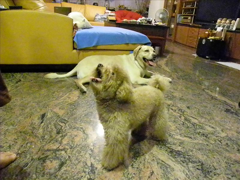 倫敦,土耳其,大阪,好久不見的我家的鐵三角,宜蘭,寵物日記,居酒屋,捷克,旅遊,早午餐,板橋,法國,登場,美食,自由行,鐵三角 @跟著Julie一起走吧 倫敦,土耳其,大阪,好久不見的我家的鐵三角,宜蘭,寵物日記,居酒屋,捷克,旅遊,早午餐,板橋,法國,登場,美食,自由行,鐵三角 @跟著Julie一起走吧