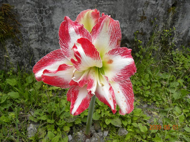 2009.6.1,倫敦,北部,國內旅遊,土耳其,大阪,宜蘭,宜蘭午餐,宜蘭馬告之旅,居酒屋,捷克,旅遊,早午餐,明池山莊雜拍,板橋,法國,美食,自由行 @跟著Julie一起走吧 2009.6.1,倫敦,北部,國內旅遊,土耳其,大阪,宜蘭,宜蘭午餐,宜蘭馬告之旅,居酒屋,捷克,旅遊,早午餐,明池山莊雜拍,板橋,法國,美食,自由行 @跟著Julie一起走吧