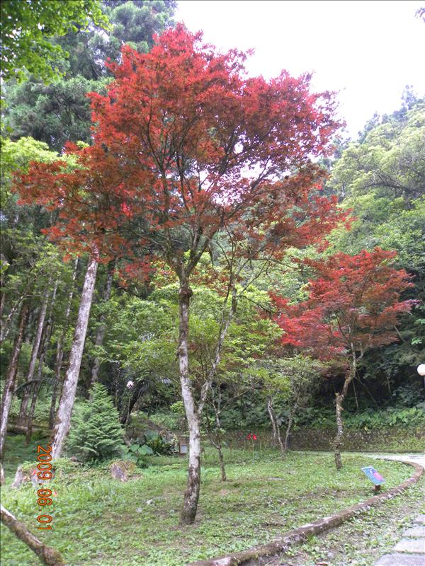 2009.6.1,倫敦,北部,國內旅遊,土耳其,大阪,宜蘭,宜蘭午餐,宜蘭馬告之旅,居酒屋,捷克,旅遊,早午餐,明池山莊雜拍,板橋,法國,美食,自由行 @跟著Julie一起走吧 2009.6.1,倫敦,北部,國內旅遊,土耳其,大阪,宜蘭,宜蘭午餐,宜蘭馬告之旅,居酒屋,捷克,旅遊,早午餐,明池山莊雜拍,板橋,法國,美食,自由行 @跟著Julie一起走吧