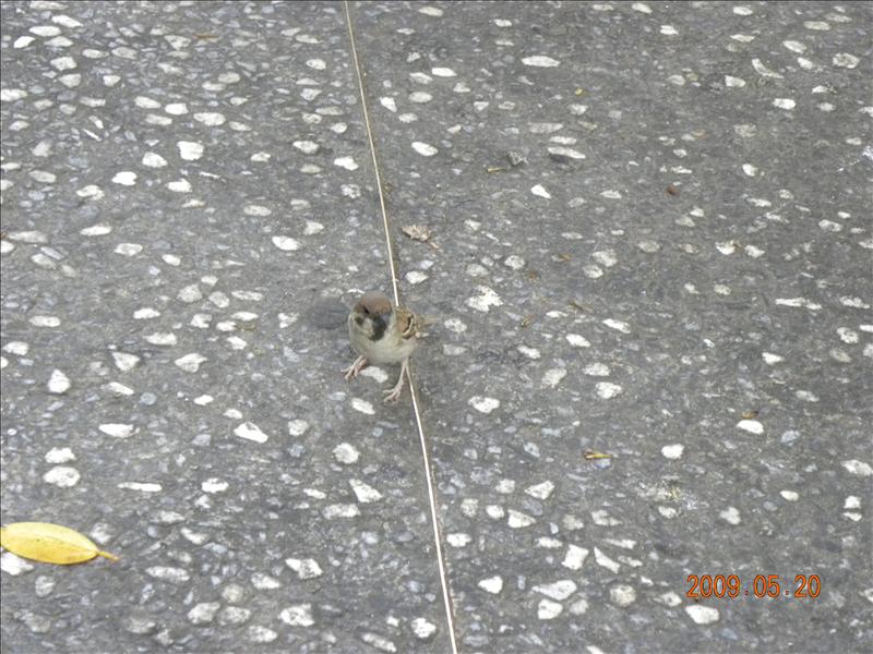 2009.5.20媽祖宮口吃小吃,中餐,倫敦,台北大暴走,土耳其,大阪,宜蘭,居酒屋,捷克,旅遊,早午餐,板橋,法國,美味食記,美食,自由行 @跟著Julie一起走吧 2009.5.20媽祖宮口吃小吃,中餐,倫敦,台北大暴走,土耳其,大阪,宜蘭,居酒屋,捷克,旅遊,早午餐,板橋,法國,美味食記,美食,自由行 @跟著Julie一起走吧